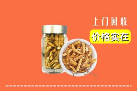 麻栗坡县回收散虫草