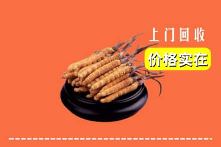 麻栗坡县回收冬虫夏草